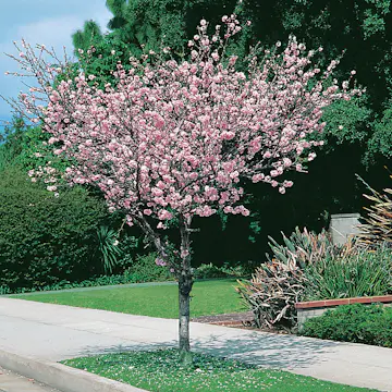 Prydnadsträd Rosenmandel Omnia Garden Rosa Blomning 100-120 cm med Grönt Lövverk