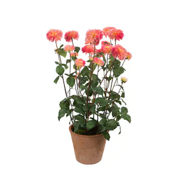 Konstväxt Mr Plant Dahlia
