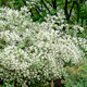 Prydnadsbuske Schersmin- Doftschersmin Omnia Garden 100-150 cm