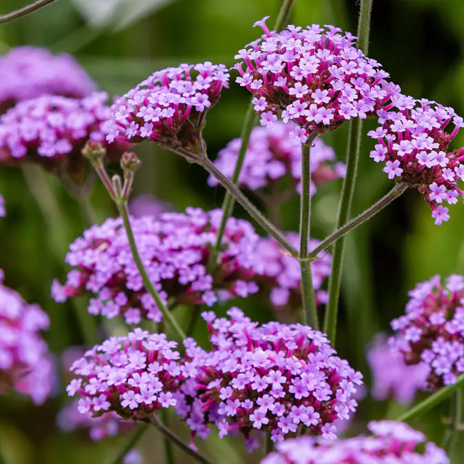 Prydnadsperenn Omnia Garden Jätteverbena