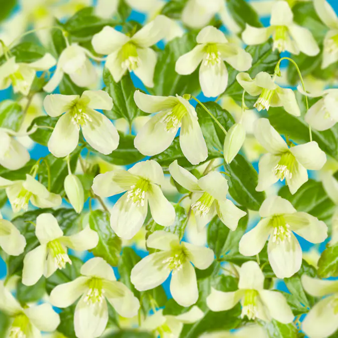 Klätterväxt Vintergrön Klematis Omnia Garden Wisley Cream 40-60 cm