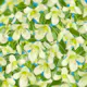 Klätterväxt Vintergrön Klematis Omnia Garden Wisley Cream 40-60 cm