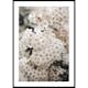 Poster Gallerix White Spring Flowers