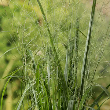 Prydnadsgräs Jättetåtel Omnia Garden Karl Foerster