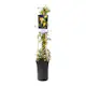 Klätterväxt Murgröna Goldheart Omnia Garden 40-60 cm