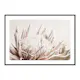 Poster Gallerix Protea Flower No1