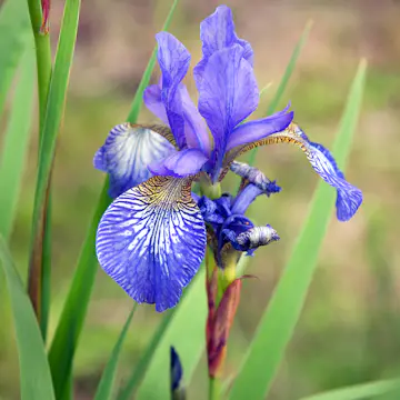 Perenn Omnia Garden Rabattiris Blue King Strandiris