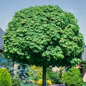Prydnadsträd Omnia Garden Klotlönn, Grönt Lövverk & Gul Blomning, 8-10cm