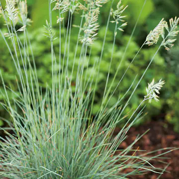 Perenn Omnia Garden Blåsvingel Elijah Blue