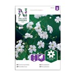 Frö Sommarslöja Nelson Garden Vit