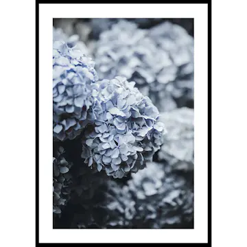 Poster Gallerix Blue Hydrangea