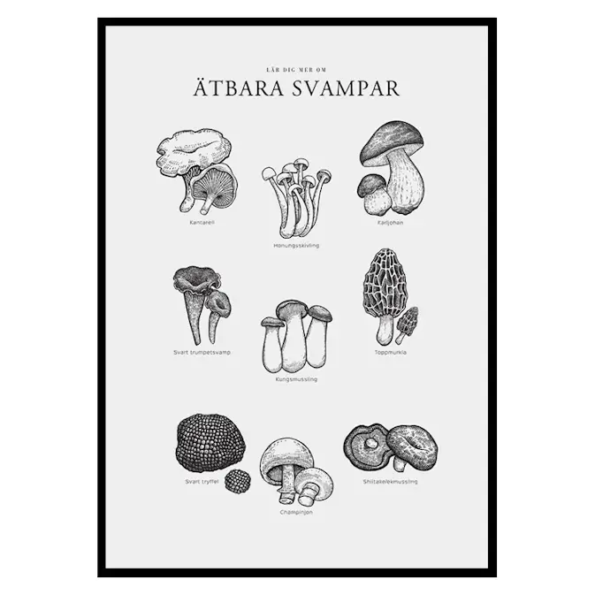 Poster Gallerix Ätbara Svampar