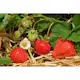 Jordgubbe Omnia Garden Fragaria Ananassa Salsa