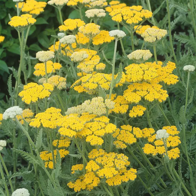 Rabattblomma Omnia Garden Gyllenrölleka 'Coronation Gold