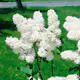 Buske Omnia Garden Syrén Vit 20-40 cm Krukodlade
