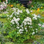 Häck Omnia Garden Liguster 30-50cm Krukodlade