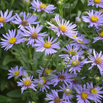 Perenn Omnia Garden Brittsommaraster Axel Tallner