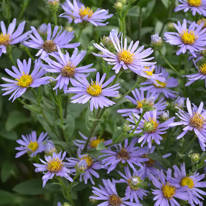 Perenn Omnia Garden Brittsommaraster Axel Tallner