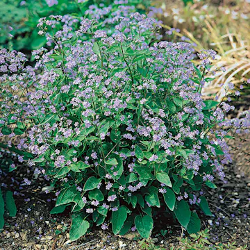 Perenn Omnia Garden Kaukasisk Förgätmigej