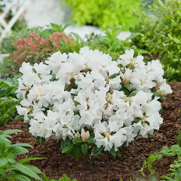 Rhododendron Amerikansk Alpros Omnia Garden Dora Amateis 25-30 cm