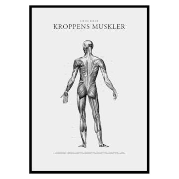 Poster Gallerix Kroppens Muskler Baksida