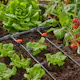 Micro-Drip Gardena Premiumpaket För Pallkrage med Vattenfördelare & Bevattningsdator
