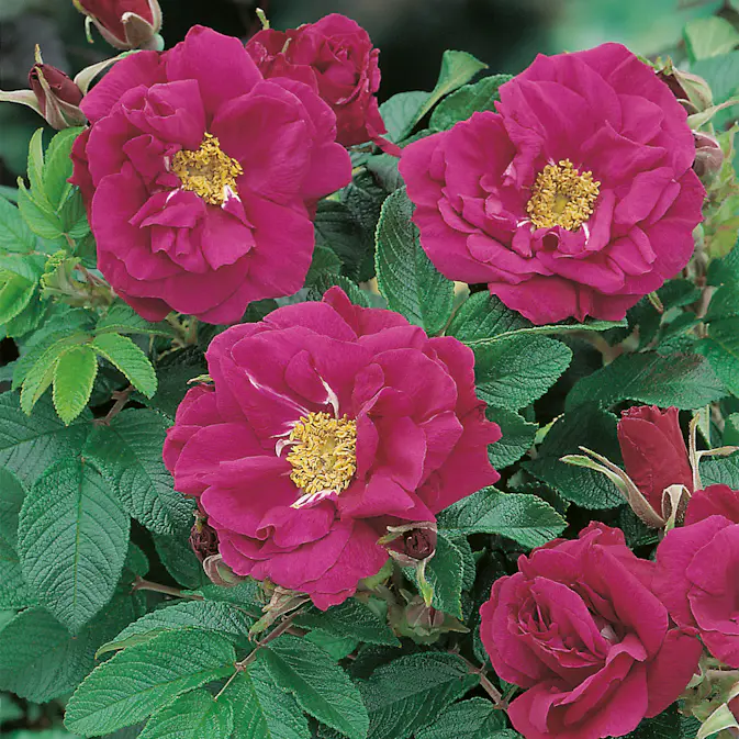 Storblommig Buskros Omnia Garden Hansa