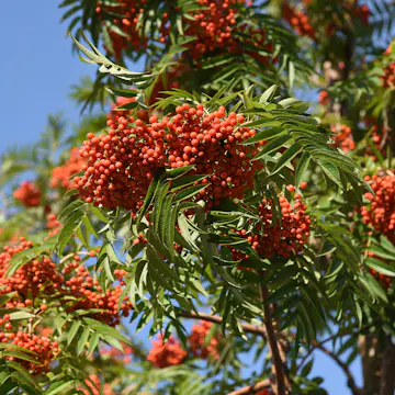 Prydnadsträd Omnia Garden Ullungrönn Dodong