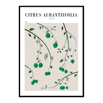 Poster Gallerix Citrus Aurantifolia