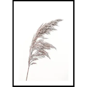 Poster Gallerix Boho Dried In Nature No3