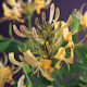 Klätterväxt Vildkaprifol Omnia Garden Lonicera Periclymenum 40-60 cm