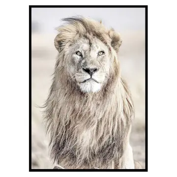 Poster Gallerix Majestic Lion Color