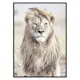 Poster Gallerix Majestic Lion Color