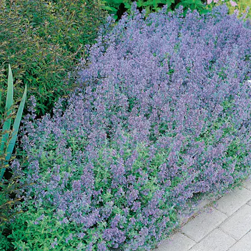 Perenn Omnia Garden Kantnepeta