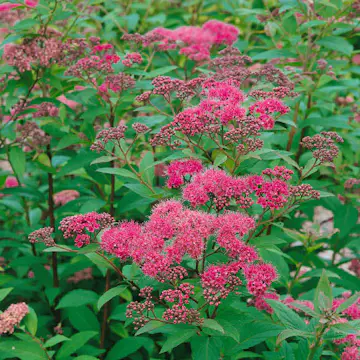 Buske Omnia Garden Rosenspirea 20-30 cm Krukodlade