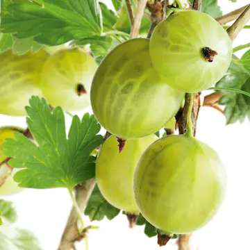 Buske Gröna Krusbär Omnia Garden 50-60 cm