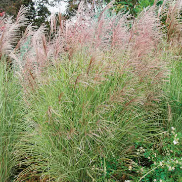 Prydnadsgräs Glansmiskantus Omnia Garden Japanskt Gräs Morning Light