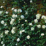 Storblommig Klätterros Omnia Garden Climbing Schneewittchen