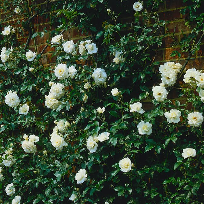 Storblommig Klätterros Omnia Garden Climbing Schneewittchen