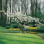 Prydnadsträd Omnia Garden Glanskörsbär Vit Blomning 150-200 cm