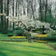 Prydnadsträd Omnia Garden Glanskörsbär Vit Blomning 150-200 cm