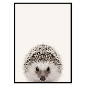 Poster Gallerix Baby Hedgehog