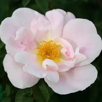 Storblommig Buskros Omnia Garden Nevada