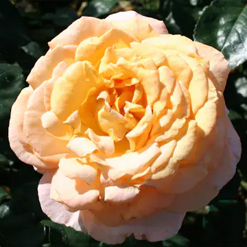 Storblommig Rabattros Omnia Garden Bitten Clausen