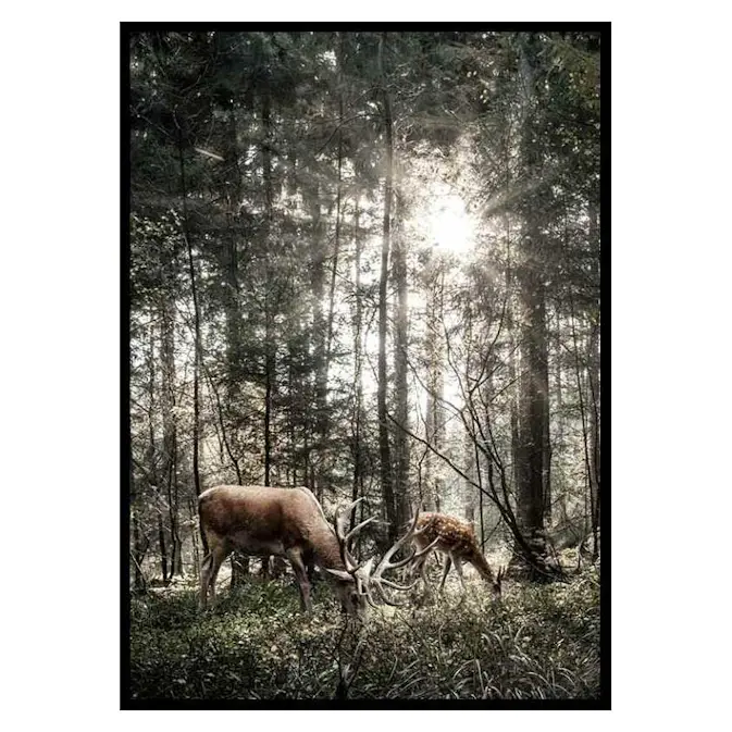 Poster Gallerix Deer In Sunlight