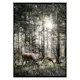 Poster Gallerix Deer In Sunlight
