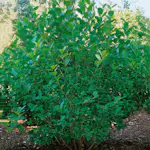 Prydnadsbuske Omnia Garden Slånaronia