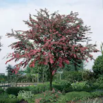 Prydnadsträd Omnia Garden Rosenhagtorn med Rosa Blomning, 100-120 cm