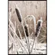 Poster Gallerix Frozen Reeds