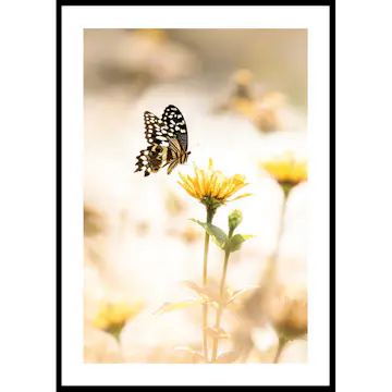 Poster Gallerix Butterfly Bliss
